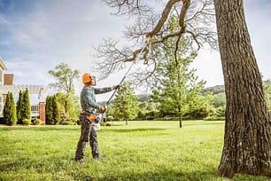 Tree-trimming-from-ground -